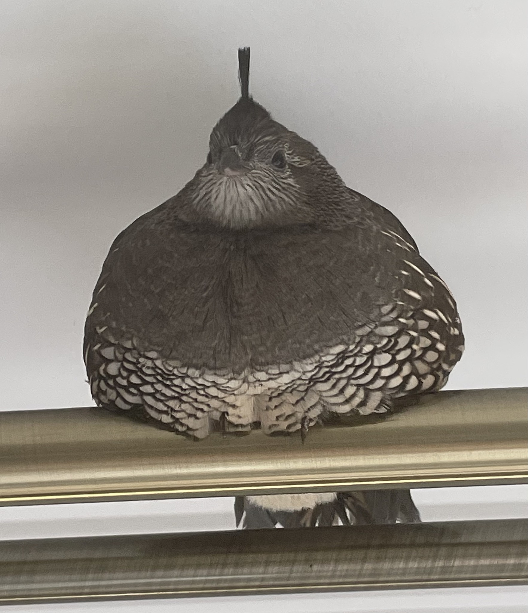 Florica - Prepelița Californiană (femelă)