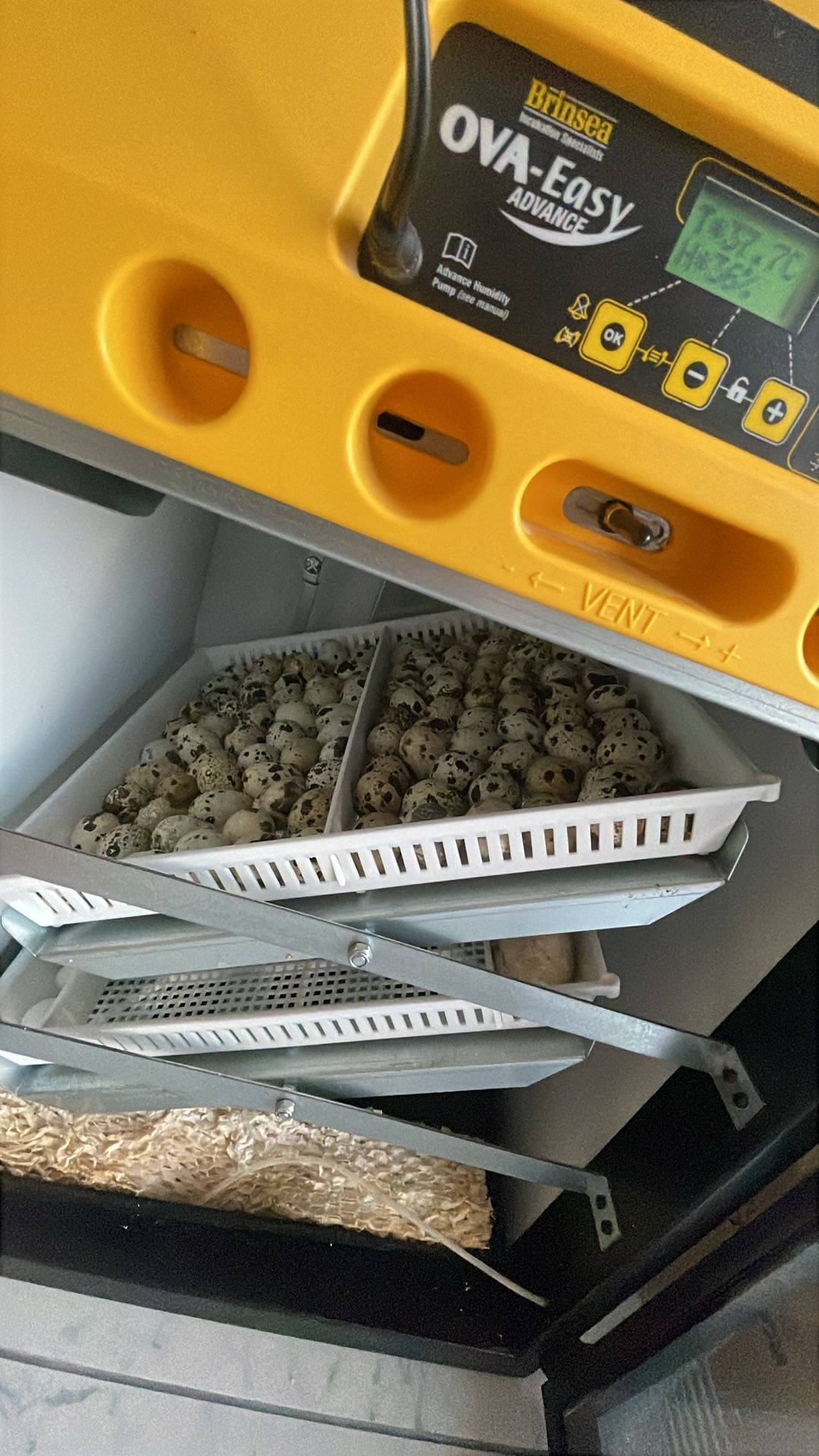 Incubator profesional Brinsea OvaEasy 100 cu ouă întoarse în ultimele zile de incubație